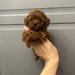 Pudel/ caniche