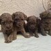 Pudel/ caniche