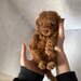 Pudel/ caniche